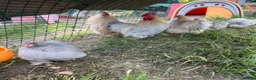 Chickens poultry for sale: Silkie feathered pekin hatching eggs  - Advert 4