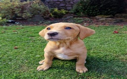 Mixed Breed dogs for sale: Labrador Cross Pups - Image 28