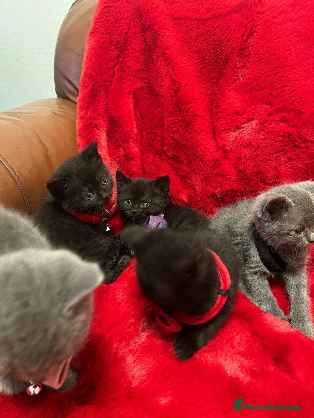 Mixed Breed cats for sale: kittens looking for a new home - Advert 12
