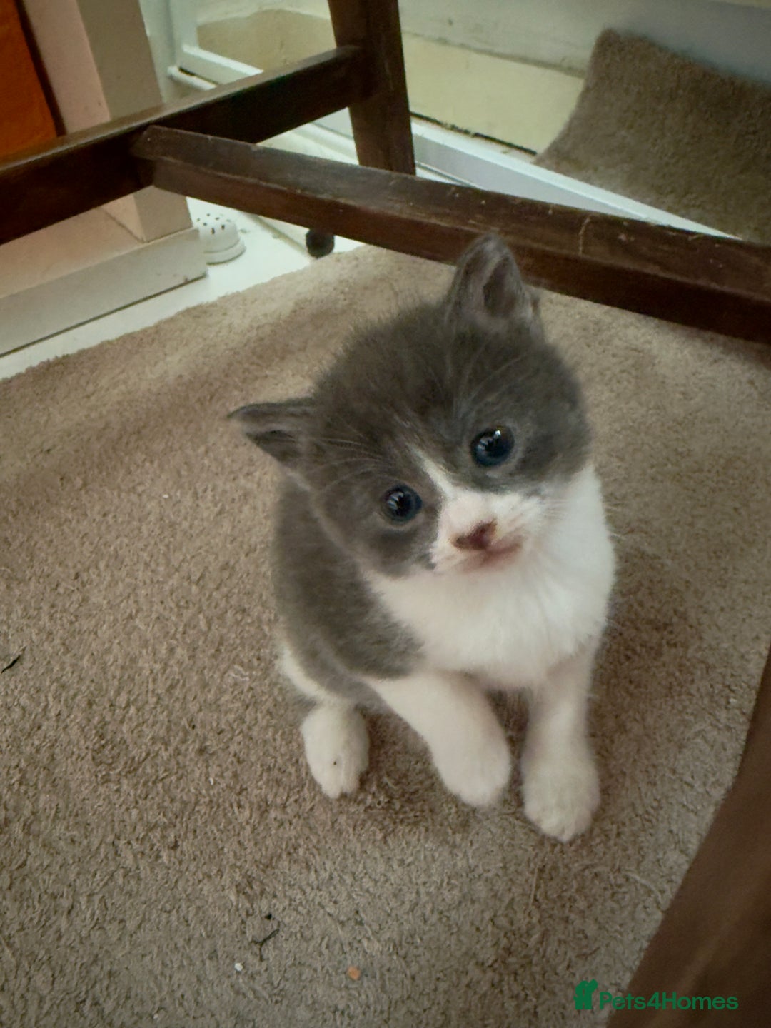 British Shorthair cats for sale: 🐾Turkish Angora × British Blue Kittens Ready Soon - Image 12