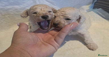 Toy Poodle dogs - Advert 9