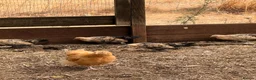 Chickens poultry for sale: Lemon Sablepoots chicks  - Advert 4