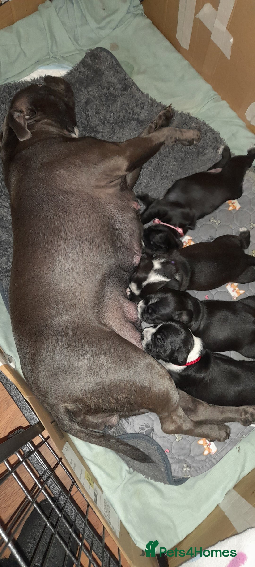 Mixed Breed dogs for sale: Staffy x Cocker Spaniel  - Advert 16