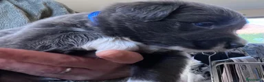 Border Collie 3