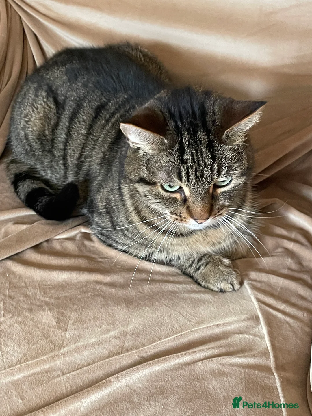 Mixed Breed cats for sale: Beautiful female tabby cat for sale  - Advert 3