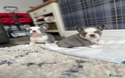 French Bulldog dogs for sale: ** French bulldogs  - Image 2