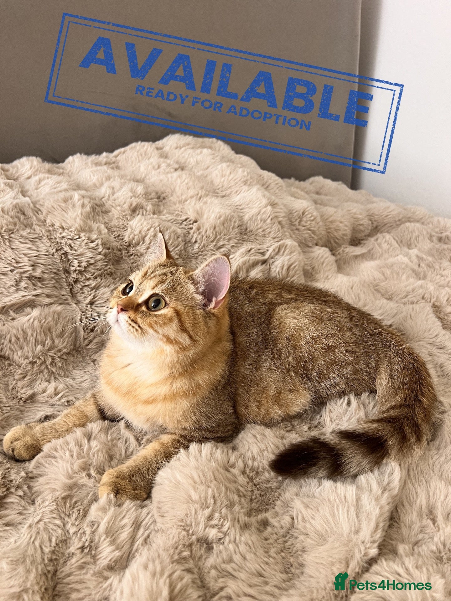 British Longhair cats 🐾(Last one)GCCF B.S.H Kitten 🐾 - Advert 1