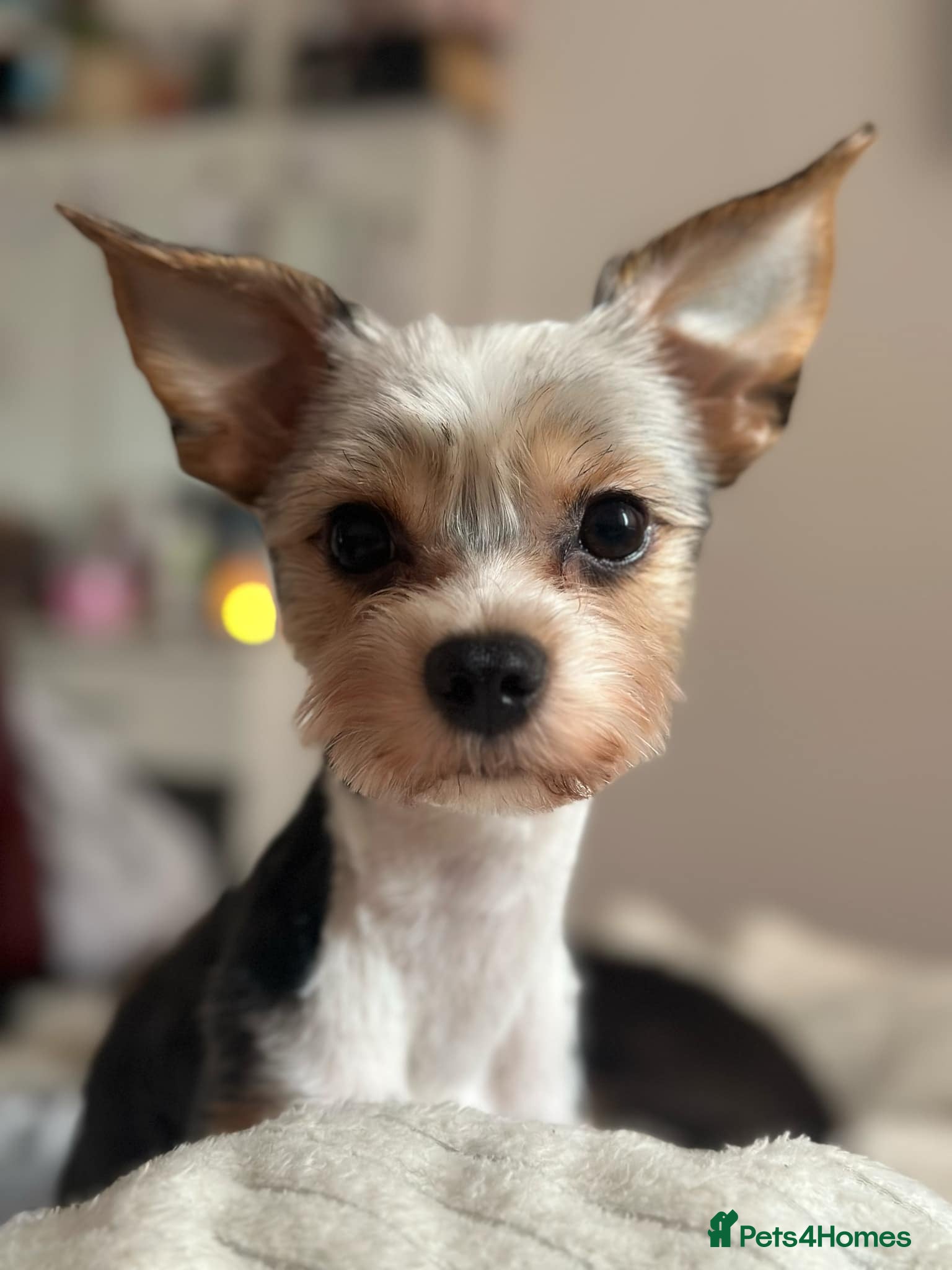 Yorkshire Terrier dogs DNA TESTED Biewer Yorkshire Terrier for stud in Birkenhead - Advert 14