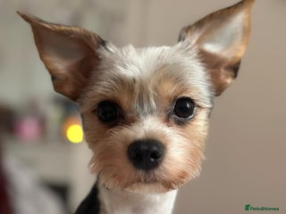 Yorkshire Terrier dogs in Birkenhead - Advert 2
