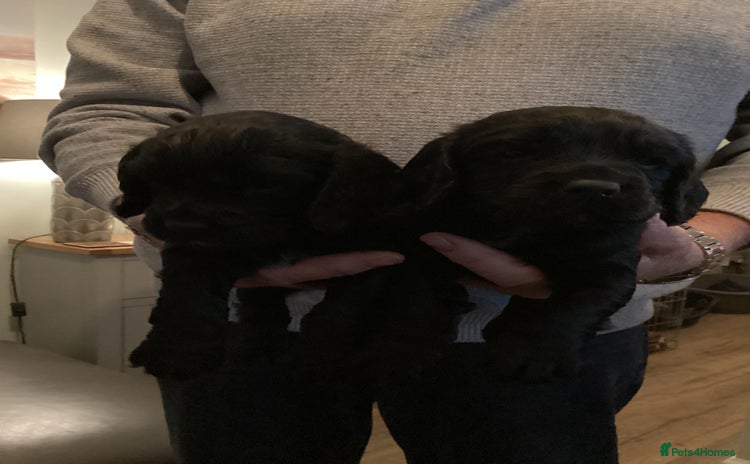 Cocker Spaniel dogs Working cocker spaniel puppies  - Advert 8