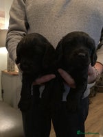 Cocker Spaniel dogs Working cocker spaniel puppies - Advert 12