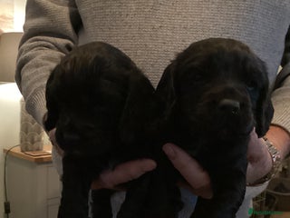 Cocker Spaniel dogs Working cocker spaniel puppies - Advert 5