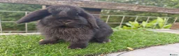 Mini Lop rabbits for sale: Various Mini Lop Babies  - Advert 3