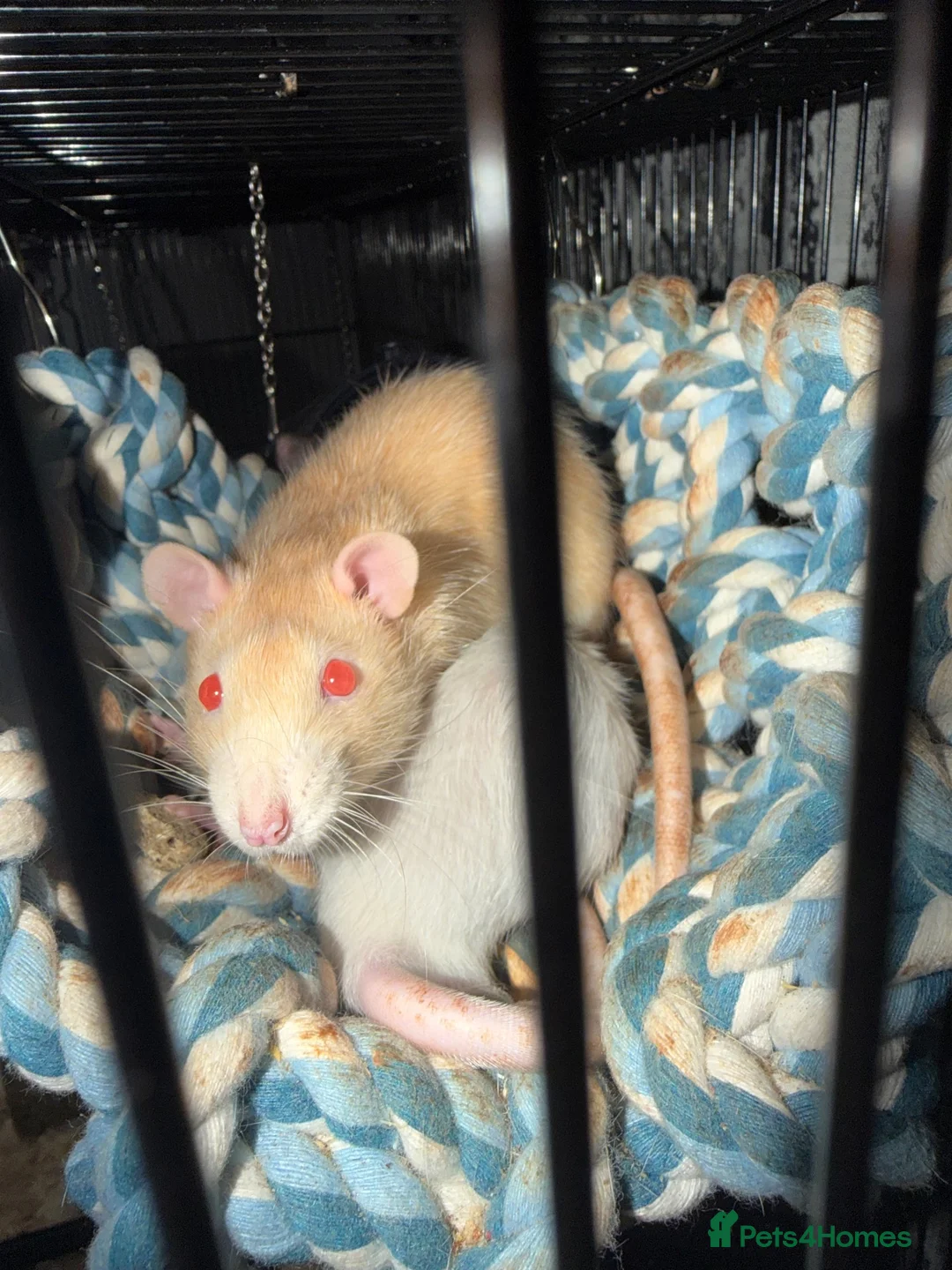 Rat rodents for sale: 4 rats with cage and bedding  in Wellington - Advert 2