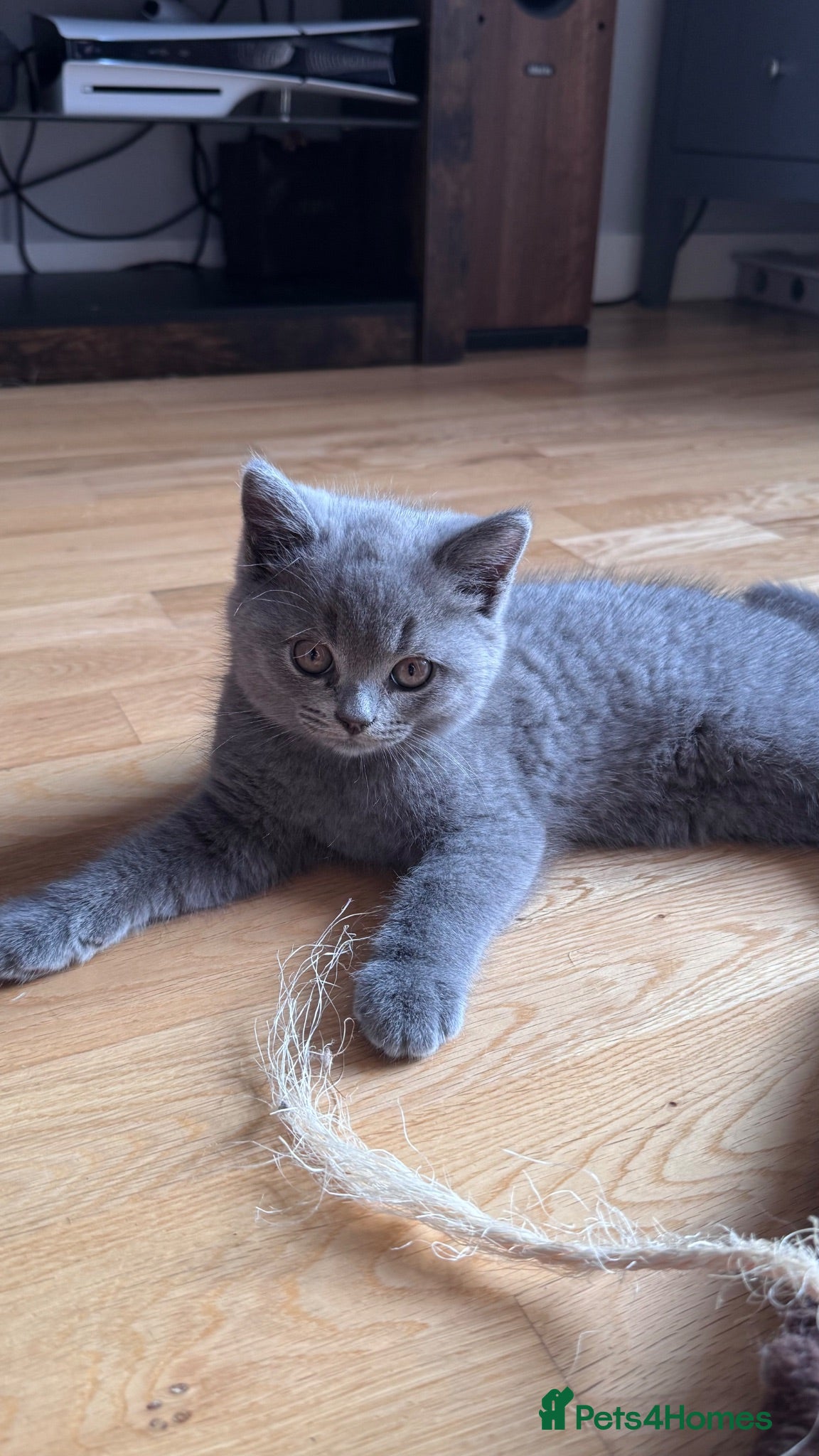 British Shorthair cats Beautiful British Shorthair Kittens - Advert 1