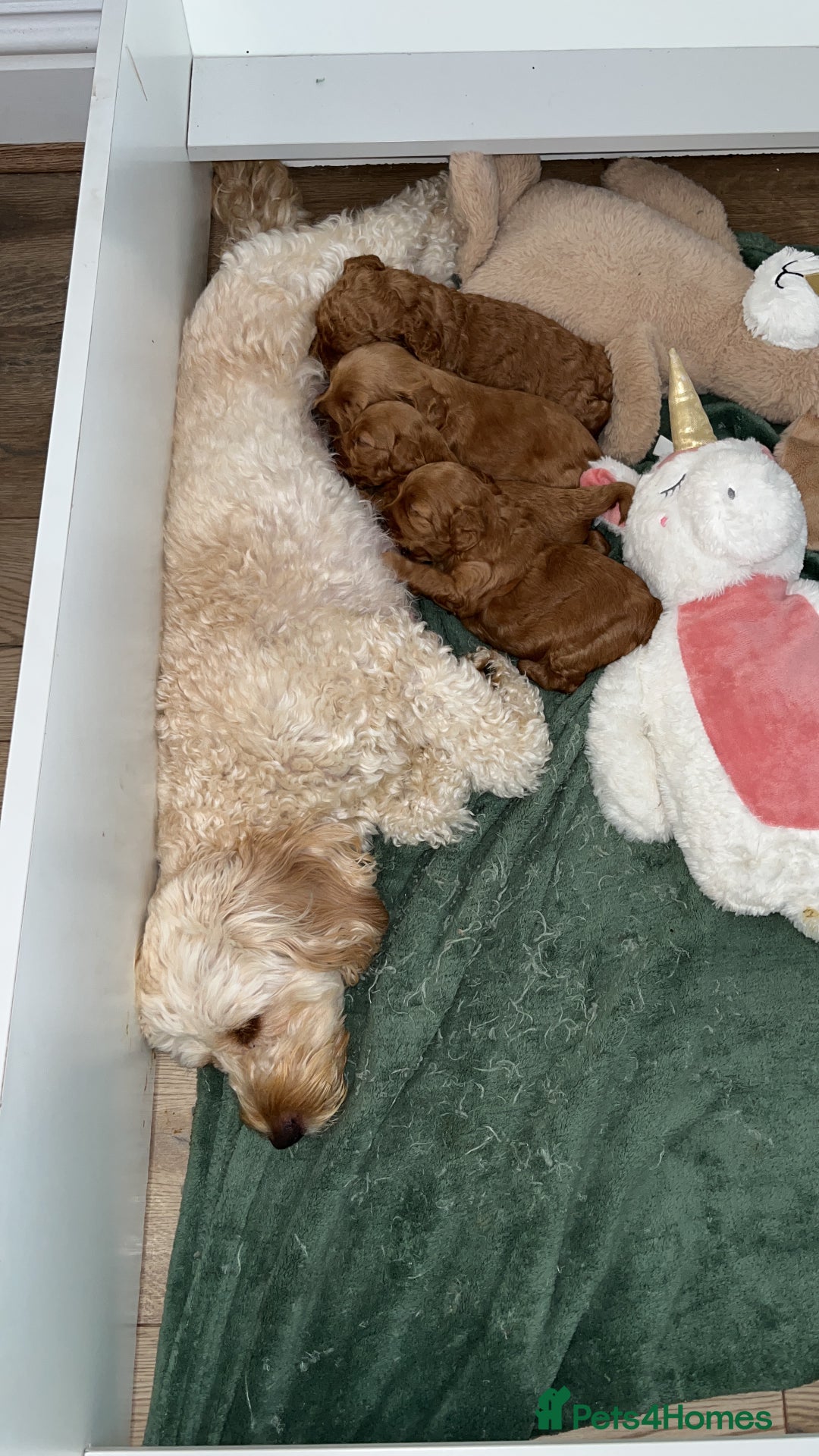 Cockapoo dogs for sale: Cockapoo male  - Image 2