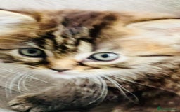Persian cats for sale: Persian chinchilla kittens  - Image 14