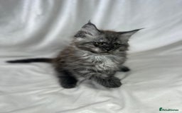 Maine Coon cats for sale: TICA REGISTERD MAINCOON KITTEN’S ⭐️ - Image 11