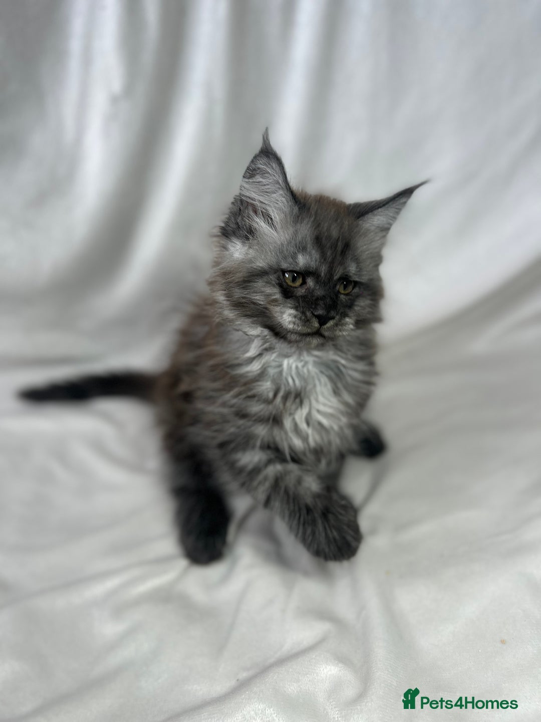 Maine Coon cats for sale: TICA REGISTERD MAINCOON KITTEN’S ⭐️ - Image 11