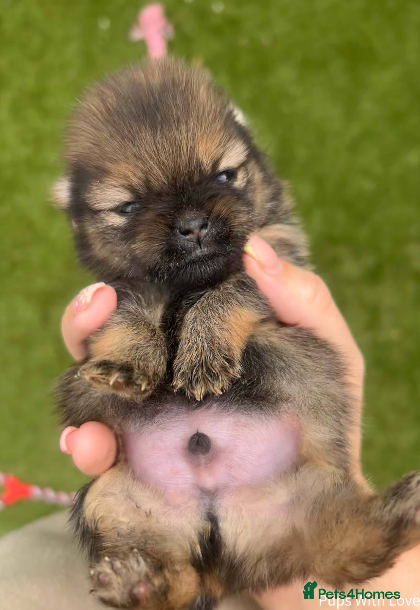 Pomeranian dogs ✨ Available to the Very Best Home Only ✨ - Advert 1