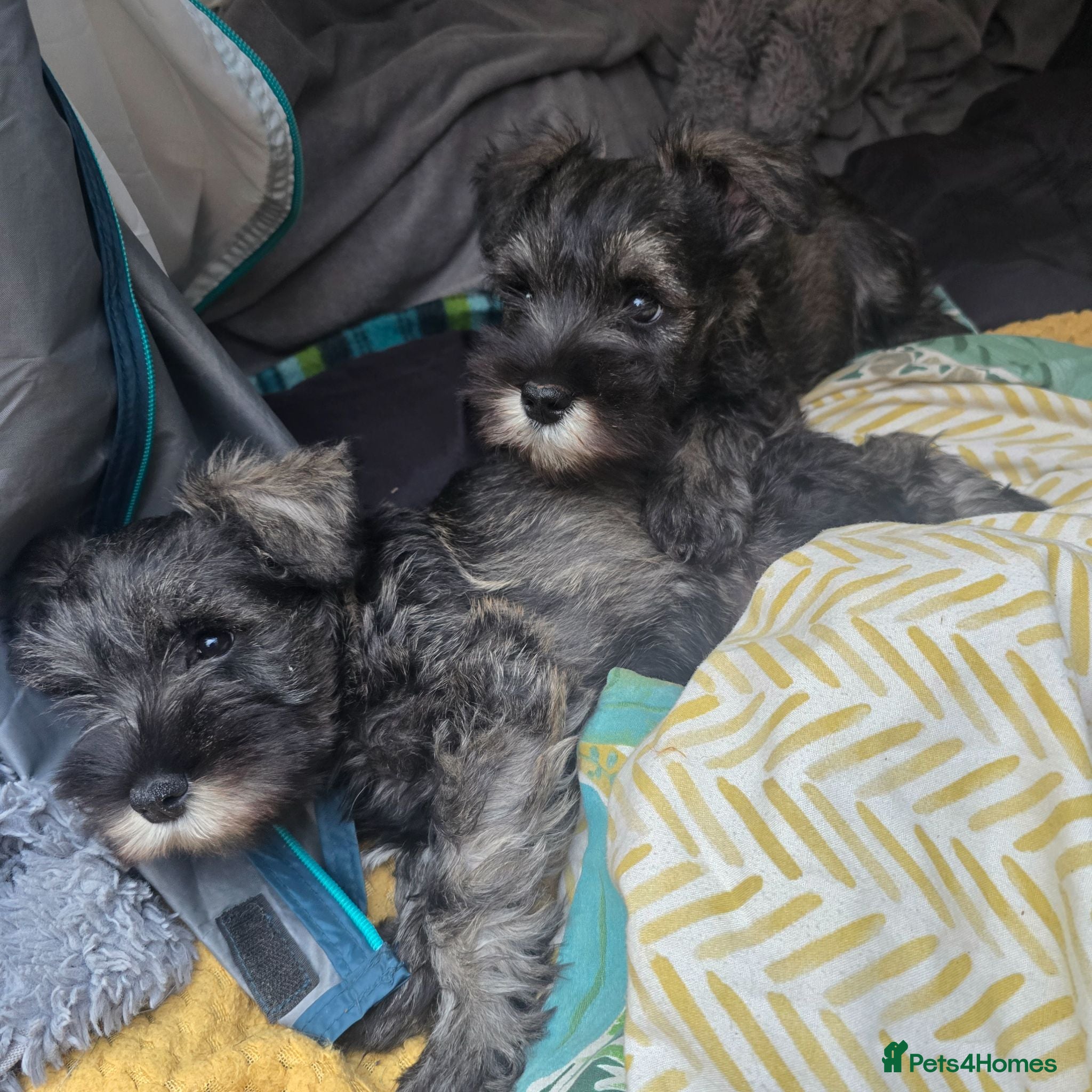 Miniature Schnauzer dogs Miniature Schnauzer Puppies.READY NOW !!!  - Advert 2