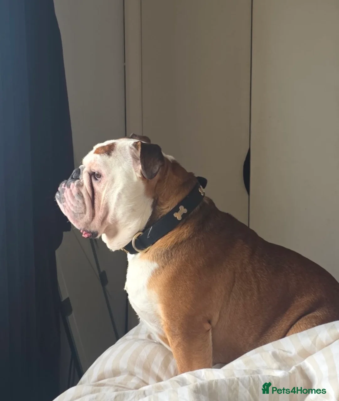 English Bulldog dogs for stud: English Bulldog  in Wellington - Advert 1