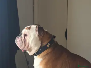 English Bulldog dogs English Bulldog - Advert 2