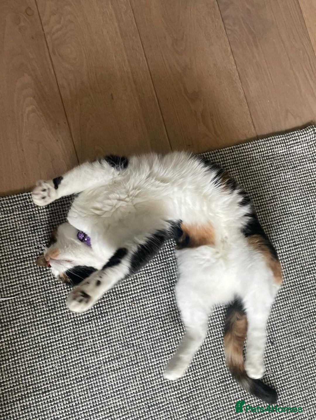 Domestic Shorthair cats for sale: FIONA NEEDS A NEW HOME ASAP - Advert 3