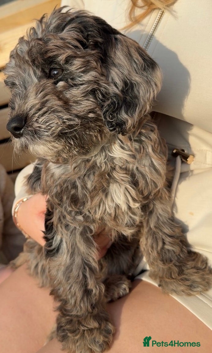 Cockapoo dogs BLUE MERLE F1 COCKAPOO - Advert 14