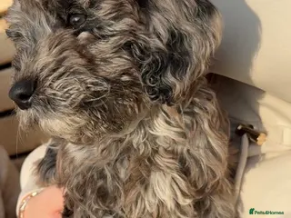 Cockapoo dogs BLUE MERLE F1 COCKAPOO - Advert 14