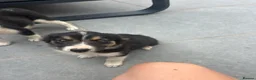 Mixed Breed dogs for sale: 🐾 Six Beautiful Welsh Border Collies 🐾 - Advert 25