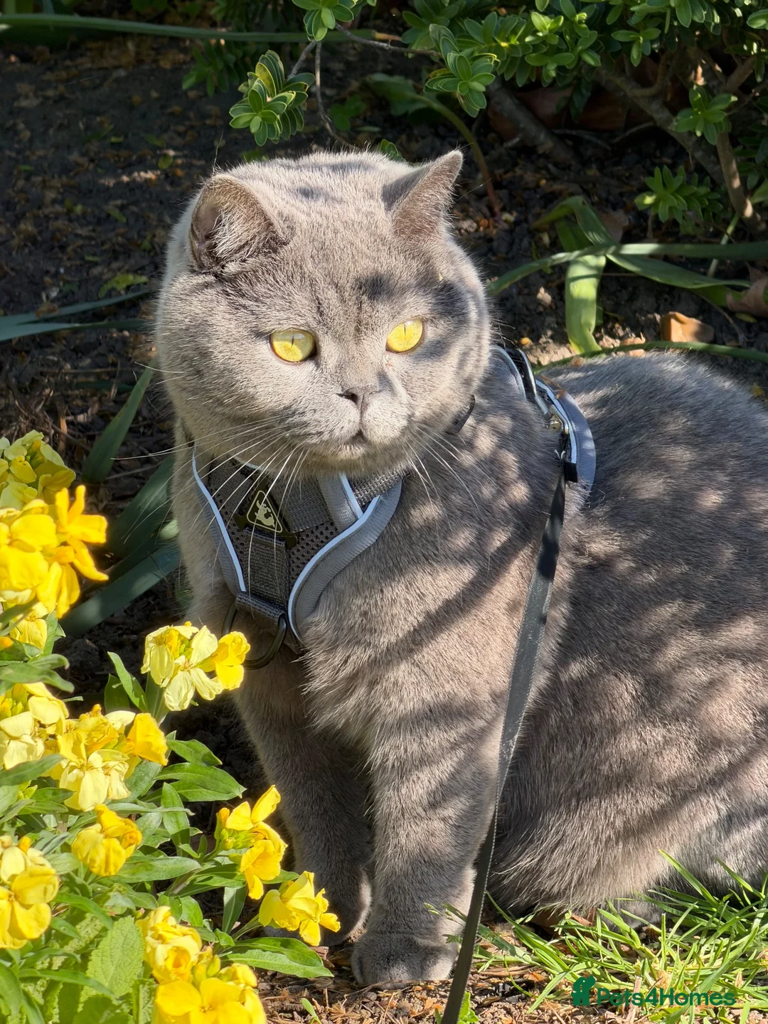 British Shorthair cats for sale: My teddy - Advert 1