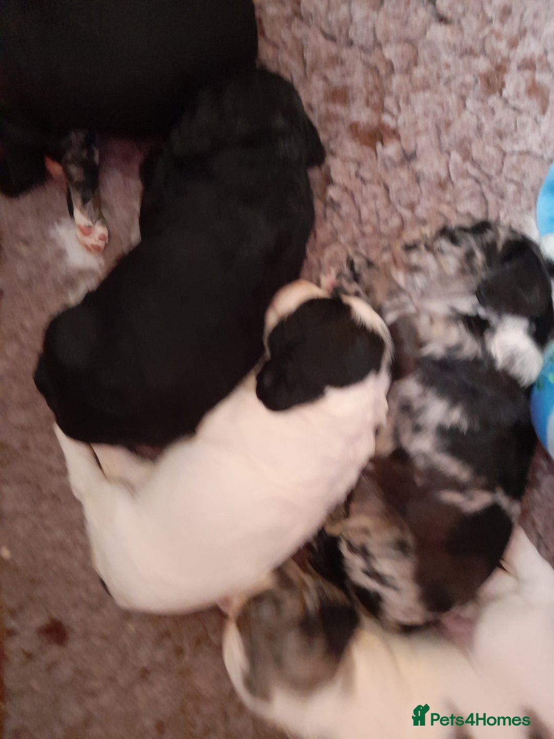 Sprocker dogs for sale: Gorgeous Sprocker pups.  - Image 2