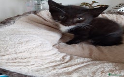 British Longhair cats for sale: Kittens for sale!! in Highbridge - Image 18