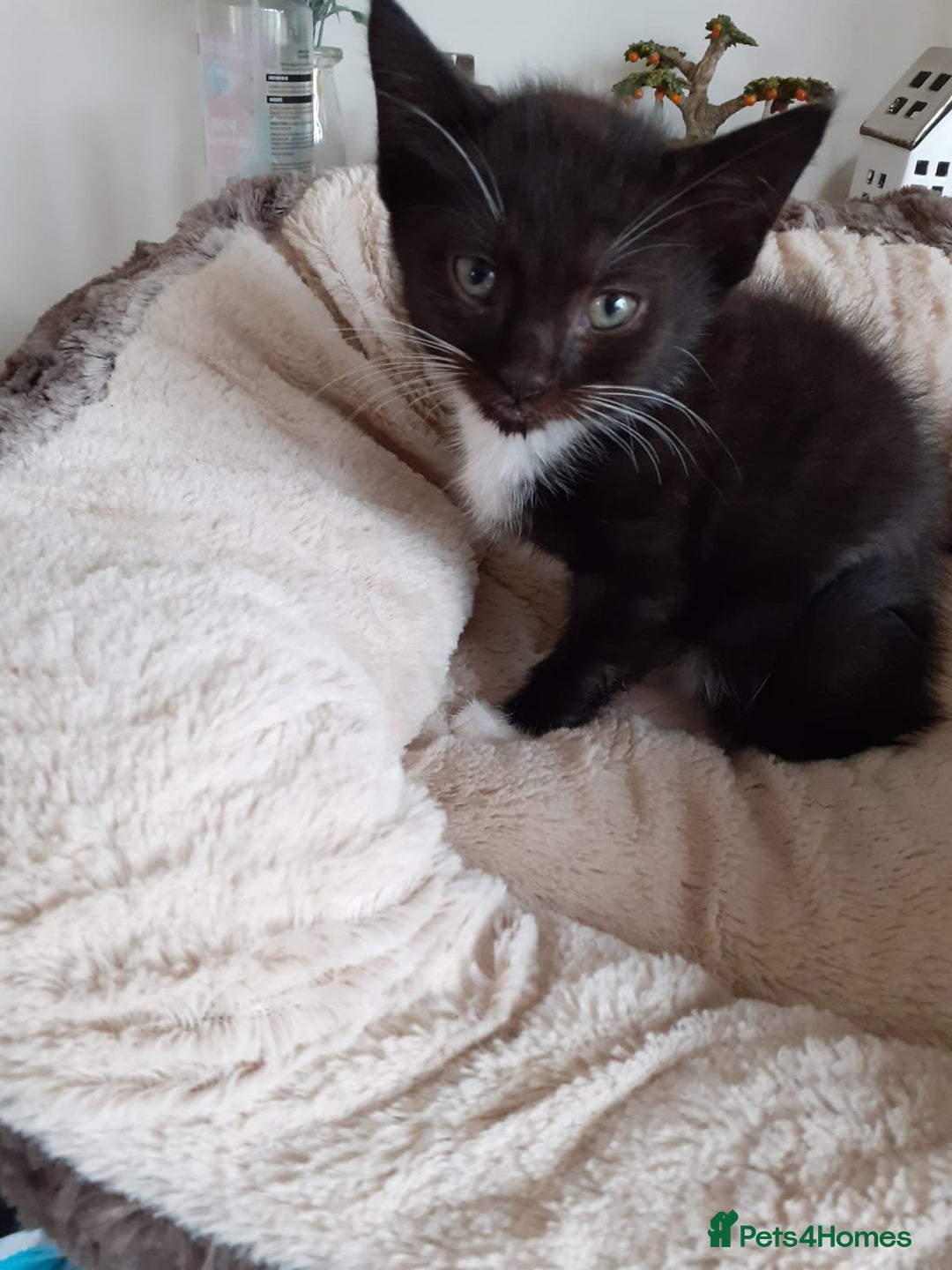 British Longhair cats for sale: Kittens for sale!! in Highbridge - Image 18