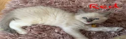 Ragdoll cats for sale: 3 Lilac Blue Ragdoll Little Girls 9wks old  in Colchester - Advert 19