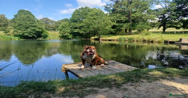 English Bulldog dogs - Advert 2