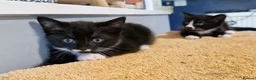 Mixed Breed cats for sale: Tobi and Poppy are looking for a new home - Advert 5