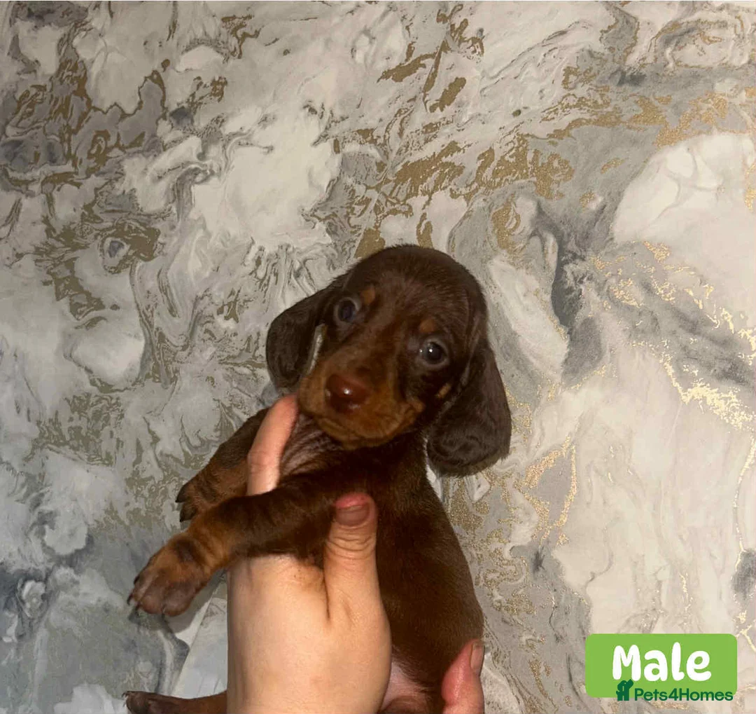 Miniature Dachshund dogs for sale: Minature Dachshund puppys  - Advert 21