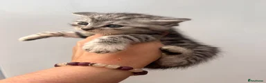 Maine Coon 4