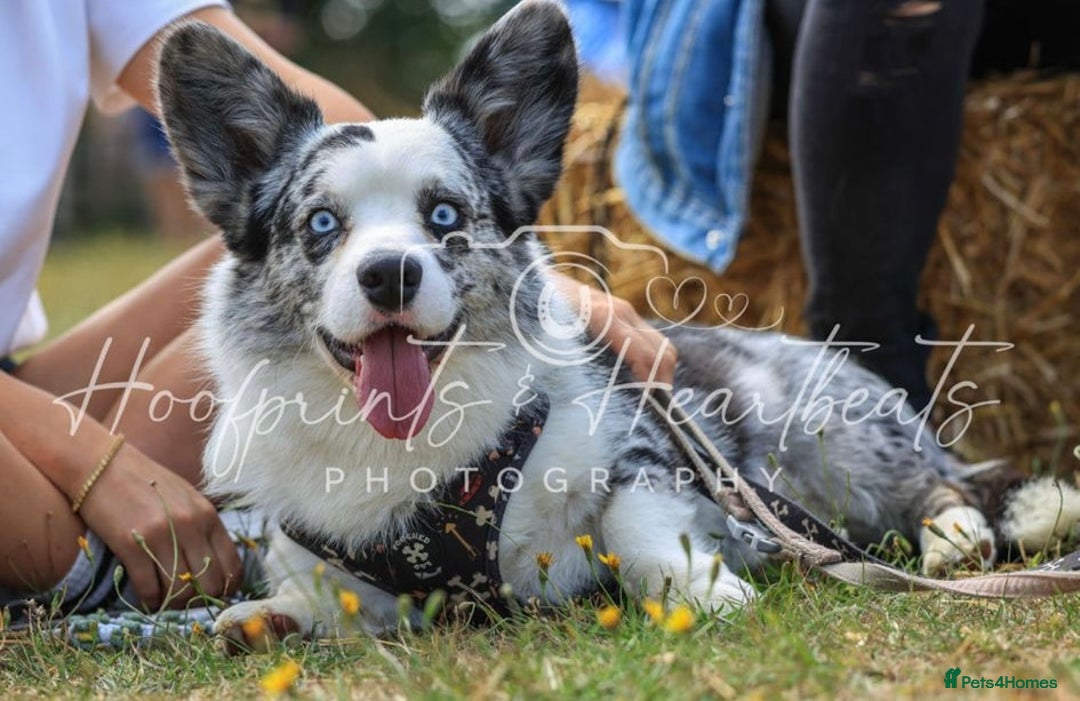 Welsh Corgi Cardigan dogs for stud: FREE STUD , blue Merle corgi, fantastic bloodlines in Wolverhampton - Image 2