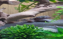 Leopard Gecko reptiles for sale: Leopard gecko and full setup for sale - Image 2