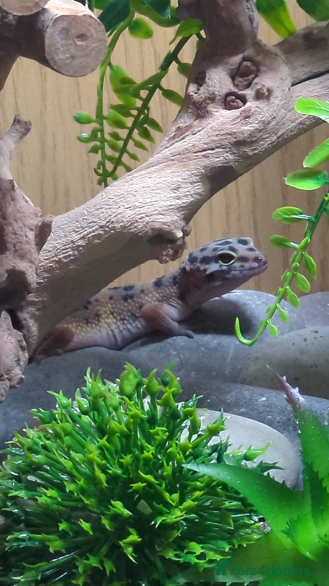 Leopard Gecko reptiles for sale: Leopard gecko and full setup for sale - Image 2