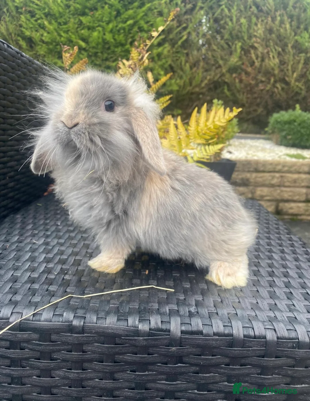 Mini Lop rabbits for sale: Gorgeous minilops for sale  - Advert 1