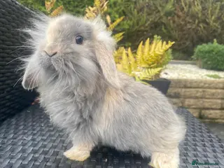 Mini Lop rabbits Gorgeous minilops for sale - Advert 1