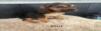 Bloodhound 4