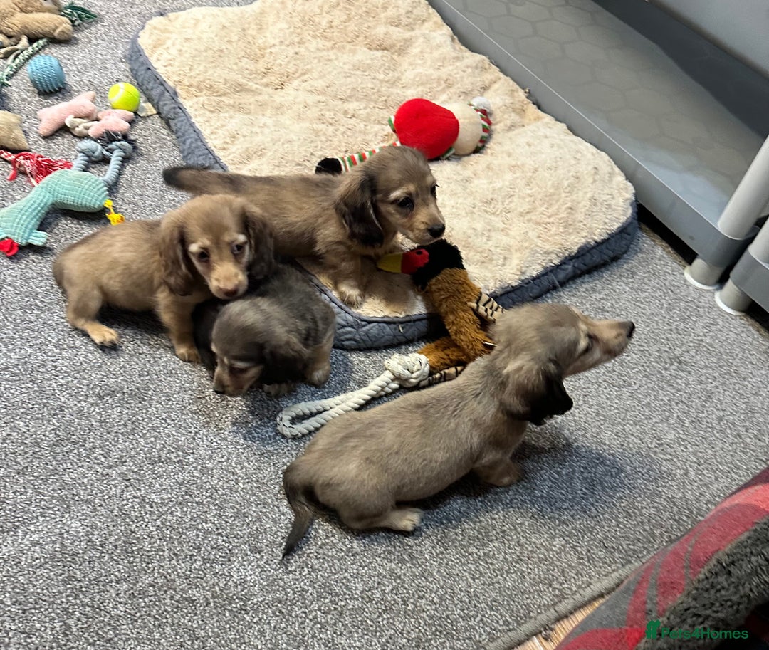 Miniature Dachshund dogs for sale: Gorgeous shaded cream pups - Image 11