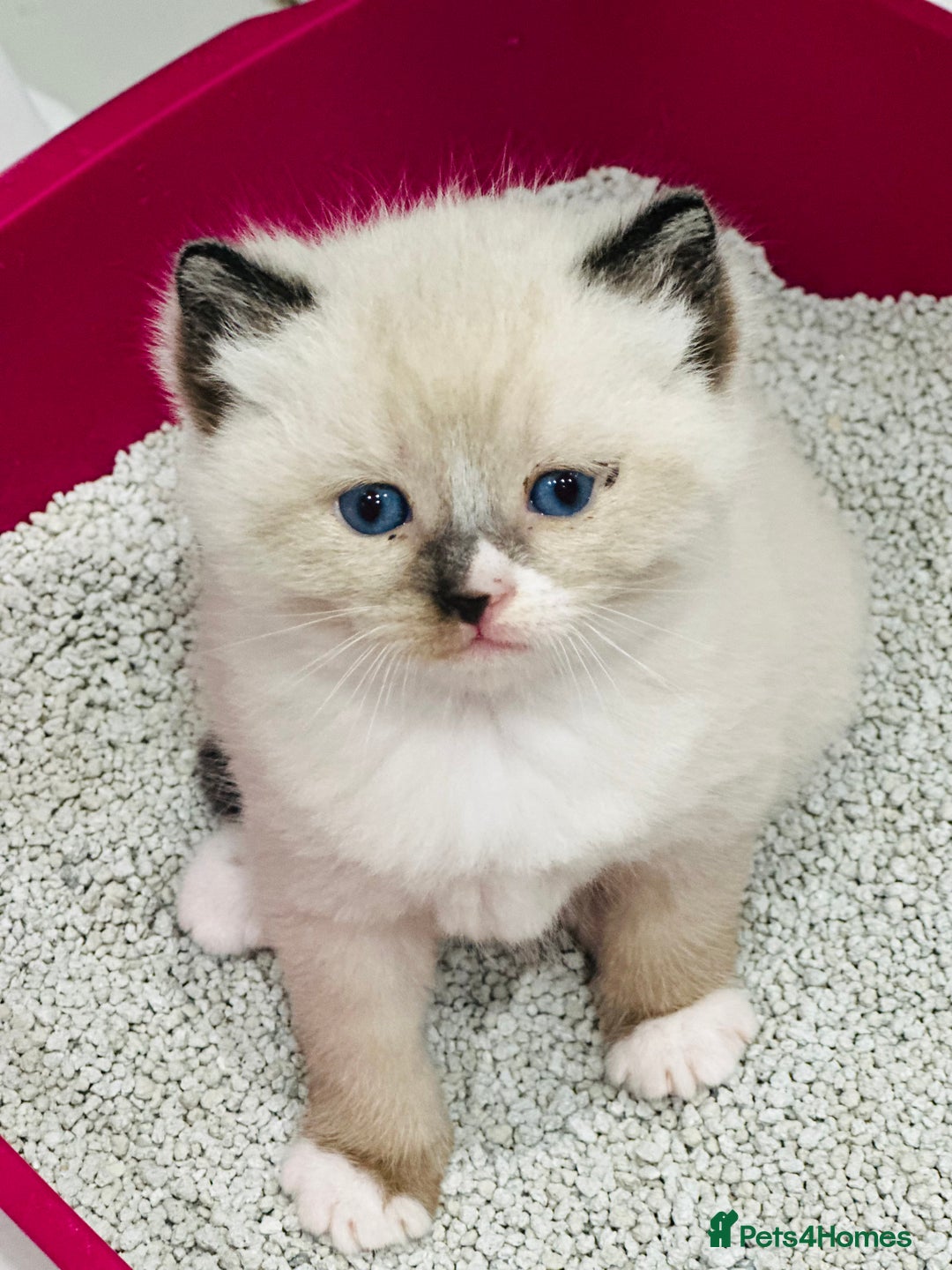 Ragdoll cats for sale: Pedigree Ragdoll kittens for sale - Advert 7
