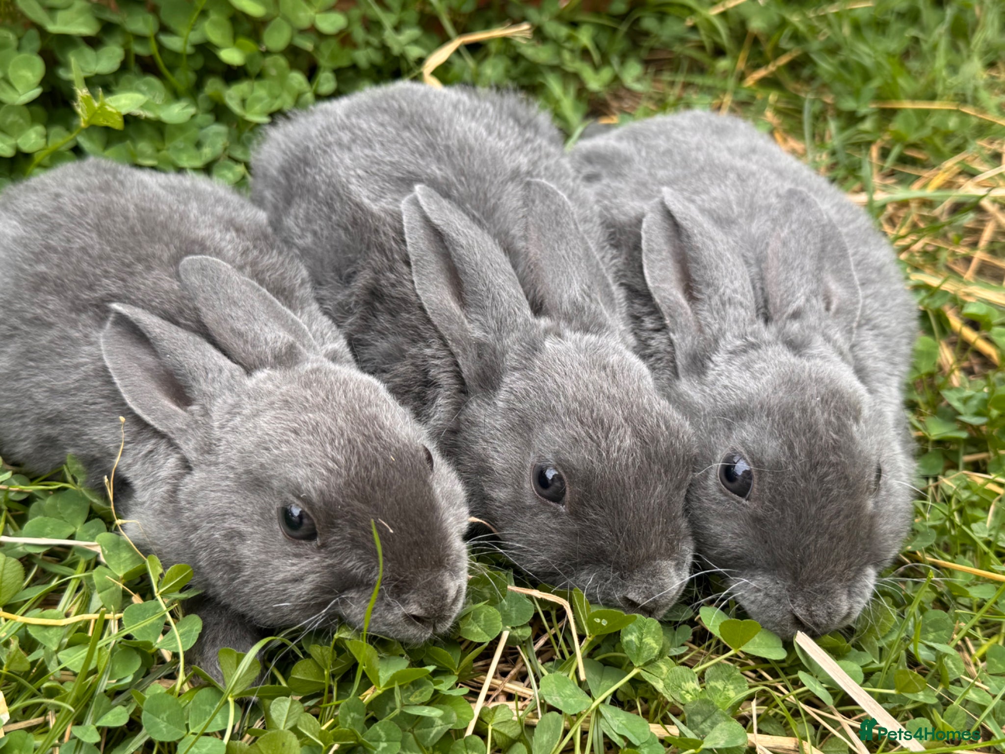 Rex rabbits Pedigree velvet Rex available  - Advert 1