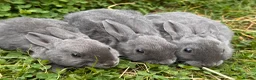 Rex rabbits for sale: Pedigree velvet Rex available  - Advert 1